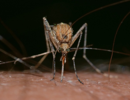 myggbett och myggor